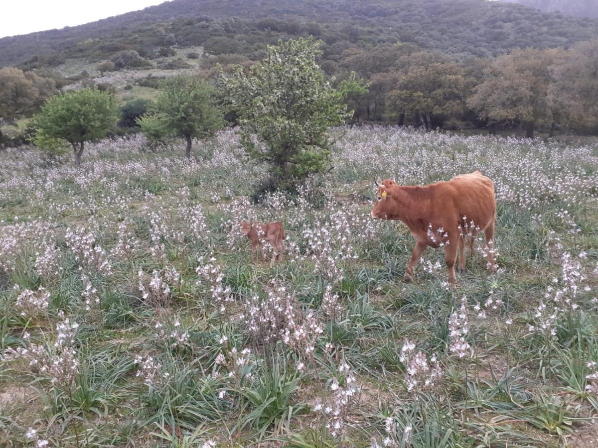 플루미니마조레 Majori 빌라 외부 사진